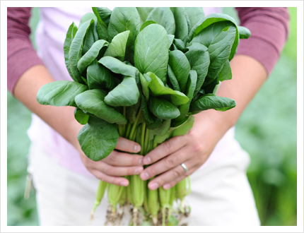 収穫した野菜